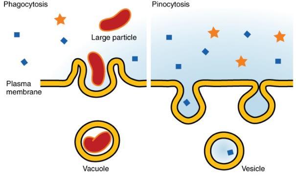 Methods of Transport 1- Endocytosis: large molecules or other materials can enter