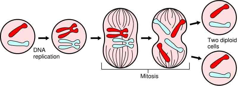 Mitosis Division of somatic cells (non-reproductive cells) in eukaryotic organisms A single cell