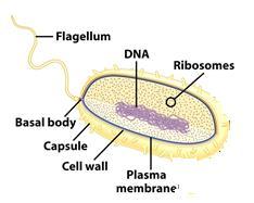 Prokaryotic cells They have:- The hereditary material in the form of a single long strand of
