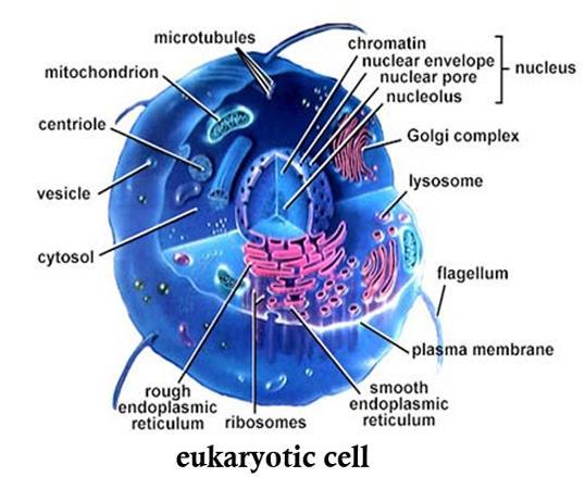 Eukaryotic cells They have:- The hereditary material in the form of chromosomes A nucleus