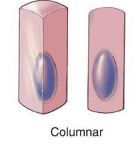 function:- Cube like cell, cubical