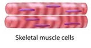 Spindle shape in smooth muscle cells