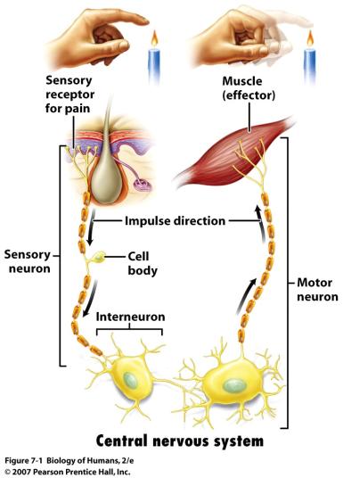 Neurons vs. nerves Types of neurons: 1. Sensory (afferent) neurons carry info from sensory receptors towards CNS 2.