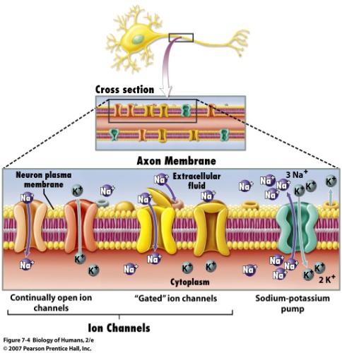 Ion flow across the neuron membrane The electrochemical signal (nerve impulse) depends on the flow of ions across the neuron membrane Ions may passively diffuse down their concentra3on gradients