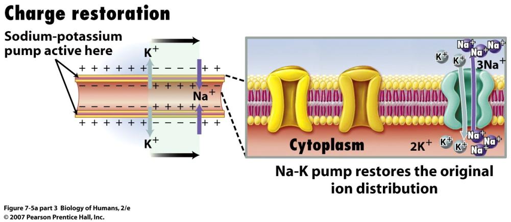 Na+ as quickly as it enters (Note: leak channels not shown below) Na+ Na+ Na+ Na+ Na+ Na+ Na Na+ Na+ Na+ + The achon potenhal (AP) (or nerve impulse) While most body cells have membrane poten3als