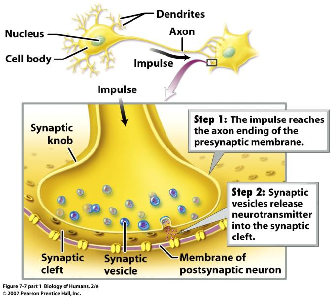 Transmission at an excitatory synapse (Slide 1 of 3) Transmission at an