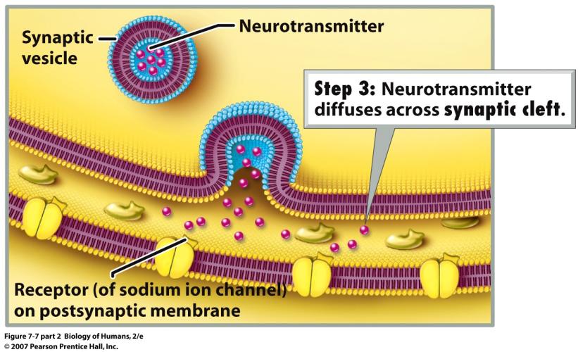 eﬀect (Slide 2 of 3) acetylcholine (ACh) Transmission at an excitatory synapse