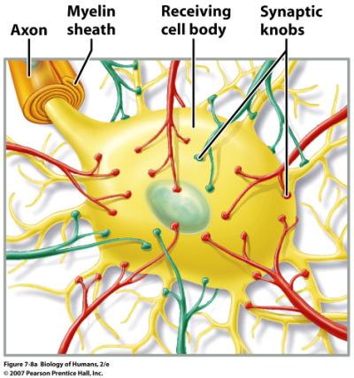 InformaHon processing by neurons A neuron may have up to 10,000 synapses with other neurons