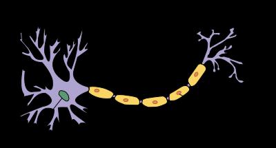 Dendrites Axon terminal Cell body Node of