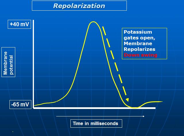 Membrane potential Repolarization +40 mv Potassium gates