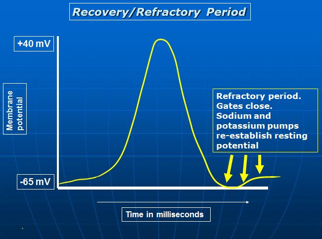 Membrane potential Recovery/Refractory Period +40 mv Refractory period. Gates close.