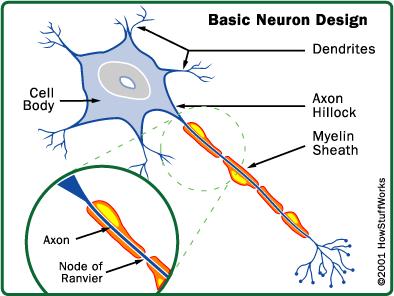 These cells are found along the length of the axon.