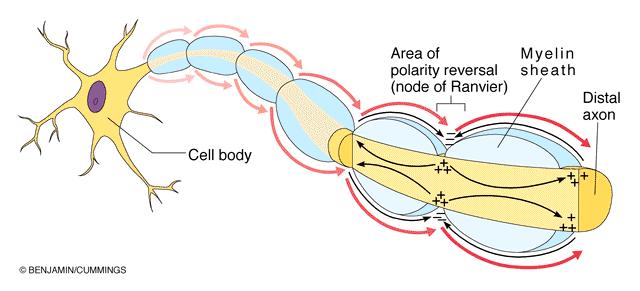 Saltatory Conduction in a Myelinated Axon Depolarization and Repolarization can only occur at the nodes of