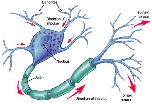 Nerves and their impulses Nerves are designed to transmit electrical impulses from the dendrites, over the cell