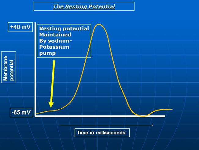 Membrane potential The Resting Potential +40 mv Resting