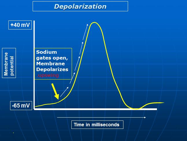 Membrane potential Depolarization +40 mv Sodium gates