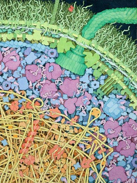 2 Figure 1.1. The crowded environment in an E. coli cell depicted by professor Goodsell (http: //mgl.scripps.edu/people/goodsell).