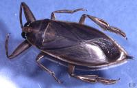 Murray Order Hemiptera- True Bugs Small to