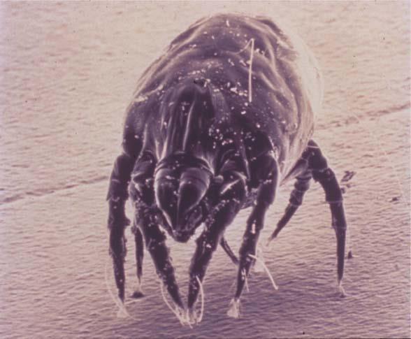 Be thankful you aren t a mite! In some species of mite the eggs hatch within the mother s body cavity. The larvae begin to devour the mother from the inside out.