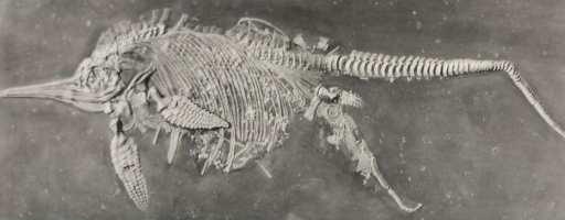 Below is a picture of a fossil of an ichthyosaur giving birth. (b) Now, it does not take millions of years to deliver a baby. So how was this fossil created?