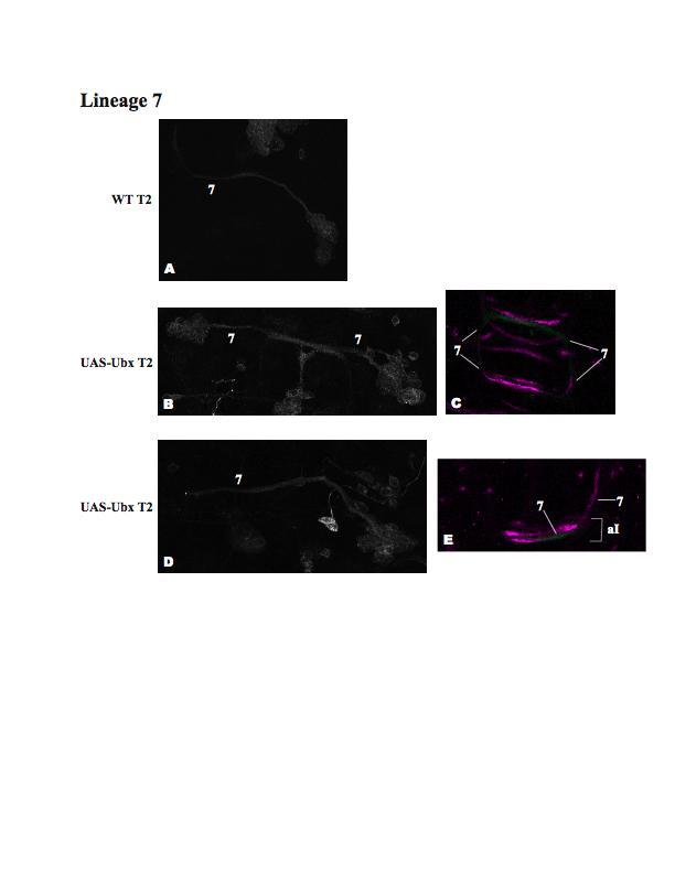 Figure 10. Misguided axon projections of lineage 7 in response to ectopic Ubx. Ventral view z-projection of entire wild type (A) and UAS-Ubx (B,D) lineage 7 clones in T2.