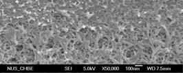 (A) 10 µm 100 nm 100nm (B) 10 µm 100 nm