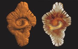6 bya, corresponding to rise in oxygen Earliest fossils: ~3.