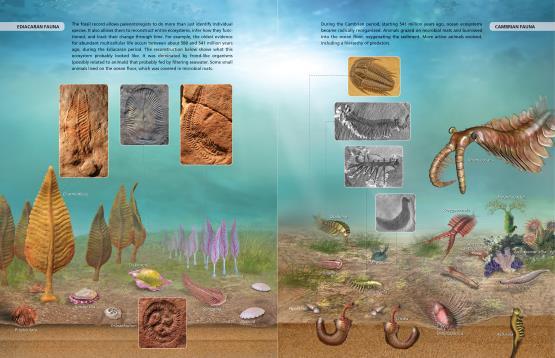 Ediacaran fauna Diverse and unique animals dominated the oceans from 575 535 mya Many hard to place taxonomically Currently existing lineages