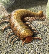 First terrestrial animal life Invertebrate trackways date to 480 mya Probably