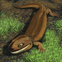 tetrapods date to 370 mya Familiar forms of life did not emerge until