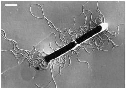 Bacillus subtilis 1 µm (Vlamakis