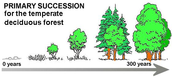 Changes in Ecosystems Ecological Succession transitions in species composition in a certain area over time Primary succession plants and animals gradually invade a region that was