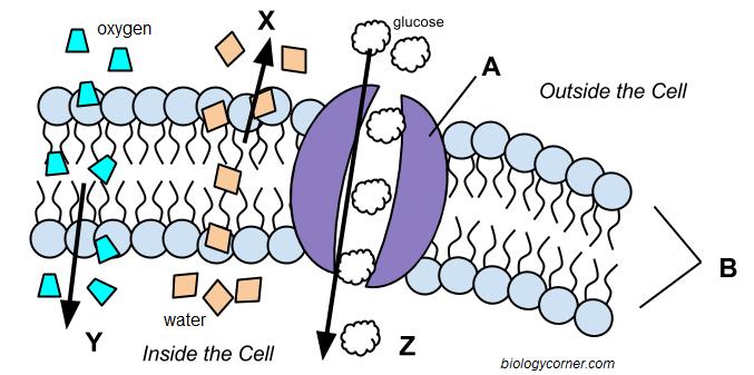 What is facilitated diffusion and give an example in humans?