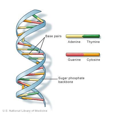 What is the basic structure of DNA (draw a diagram) What is the function of DNA & what information is stored here?