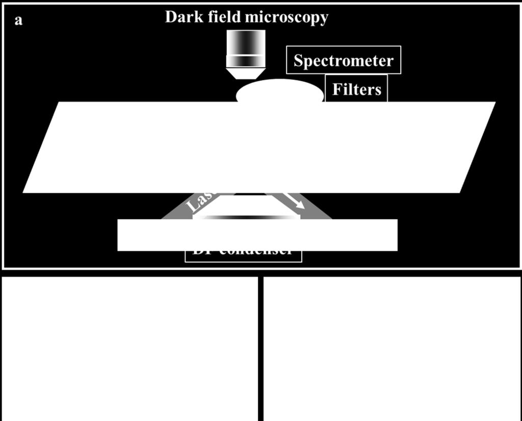 Experimental design of dark-field microscope