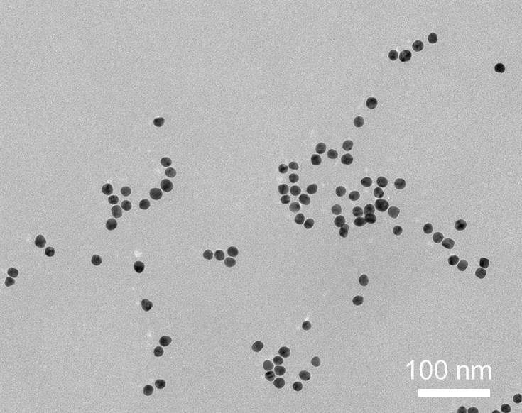 (A) TEM image of gold NPs deposited on the copper grid covered with ultrathin carbon film, showing