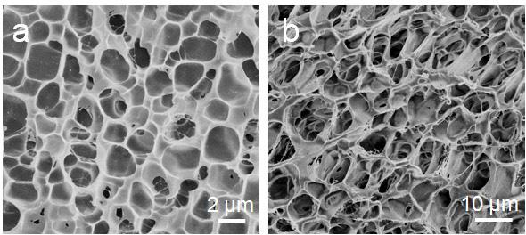 A B C Figure S5. SEM images of freeze-dried GNP-0 and CP-15 hydrogels, related to Figure 2.