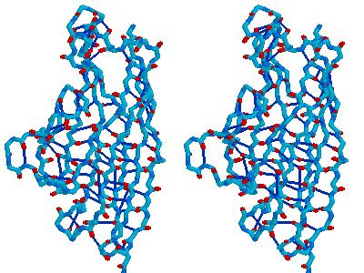 Hydrogen bonds network in immunoglobulin Salt bridges A combination o two noncovalent