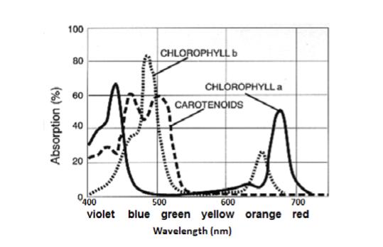 20. Pigments are chemical compounds that reflect only certain wavelengths of visible light. Examine the absorption spectra for three plant pigments shown above.