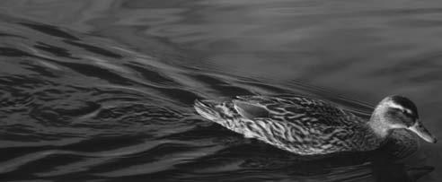 4 A swimming duck leaves a series of transverse waves in its wake as shown in Fig. 4.1. 5 Fig. 4.1 istockphoto.