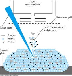 MS Components: Molecular Sources for Nongaseous Samples Matrix-Assisted Laser Desorption/Ionization (MALDI) Sample is placed in a matrix containing a good optical absorber (chromophore), solvent is