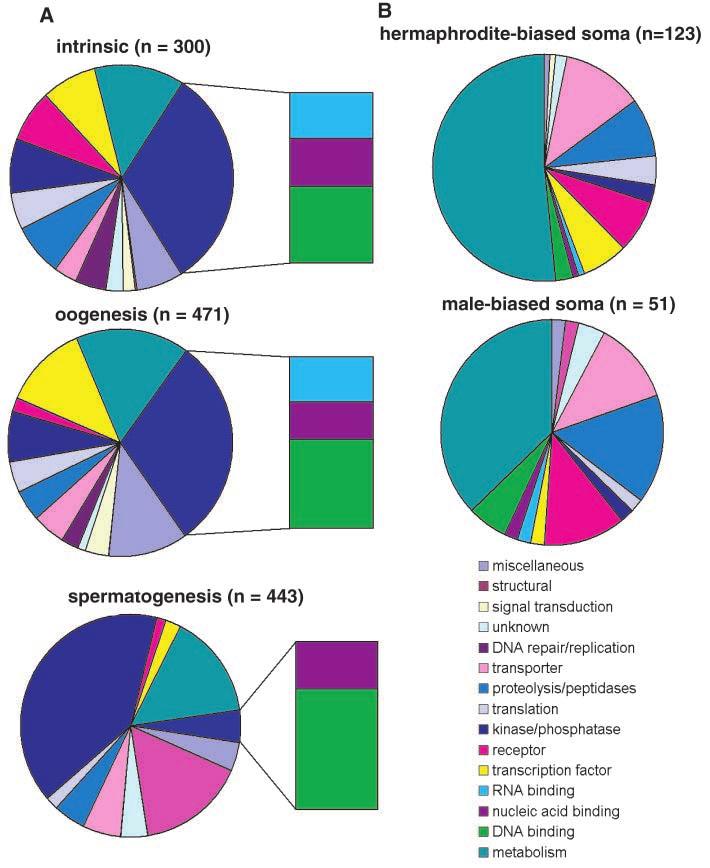 Expression profiling of the C. elegans germline 315 Fig. 3. Functional categories of germline- and sex-regulated genes.