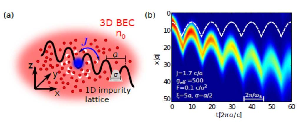Bloch oscillations of BEC polarons in optical