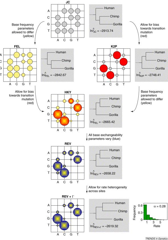 Relationships among six standard models of nucleotide evolution.