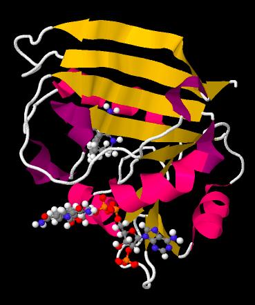 A Protein Structure: (Dihydrofolate Reductase) http://www.