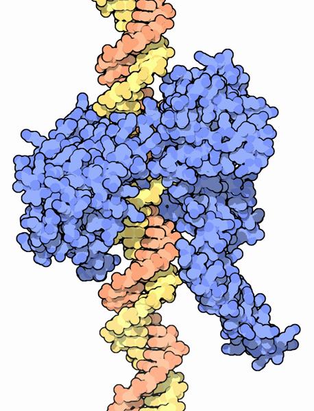 Topoisomerase I 50 http://www.rcsb.