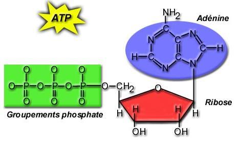 ATP: The Unit of Cellular Energy ATP (Adenosine triphosphate)