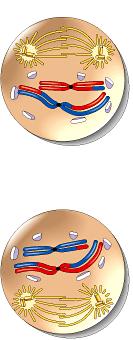 Meiosis II is very similar to mitosis. During prophase II a spindle apparatus forms, attaches to kinetochores of each sister chromatids, and moves them around.