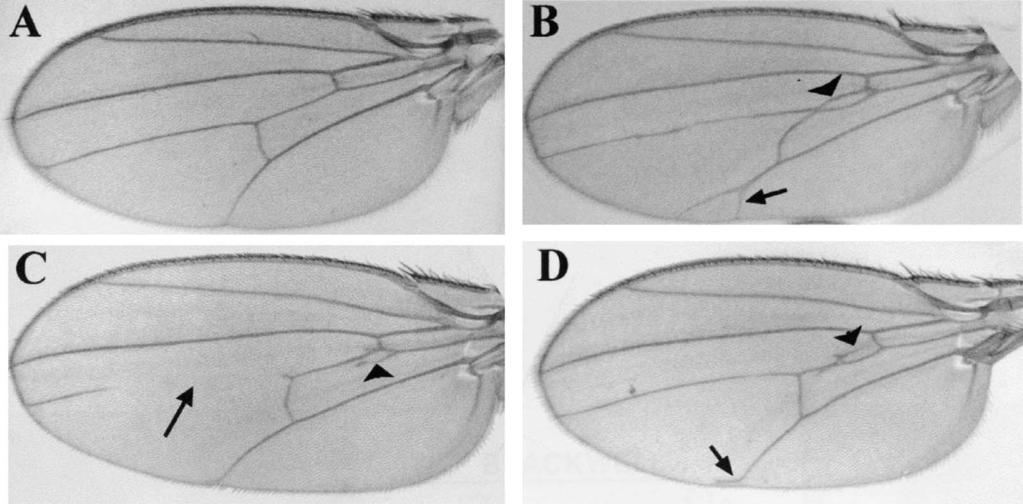 Dworkin et al. Constraints and designer organisms 427 Fig. 2. Wing phenotypes of obk crossed with various chromosomal deficiencies of the engrailed region. (A) Wing with wild-type venation patterns.