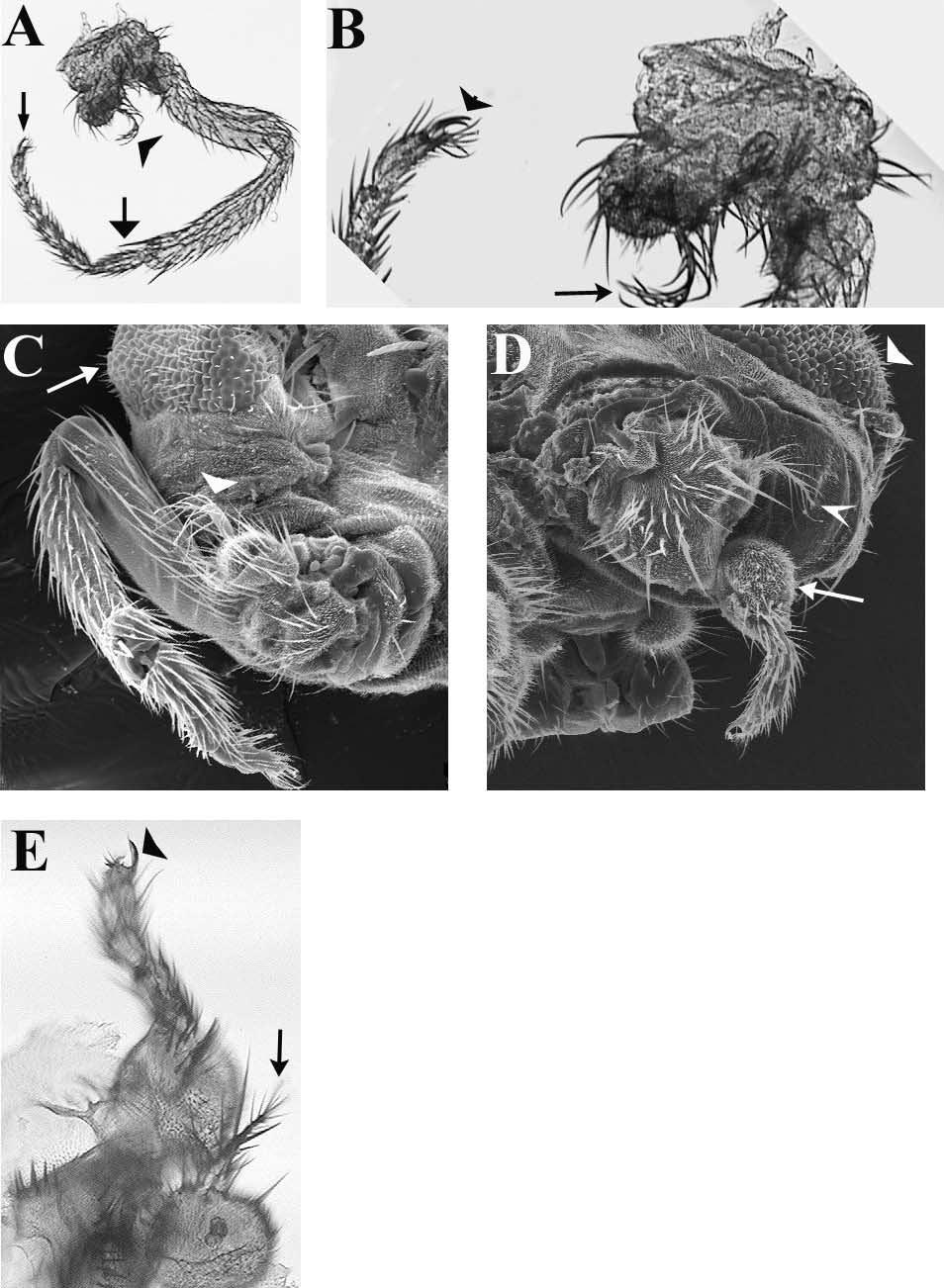 428 EVOLUTION & DEVELOPMENT Vol. 3, No. 6, November December 2001 Fig. 3. Expression of EN and hedgehog in obk and wild-type eyeantenna imaginal discs.